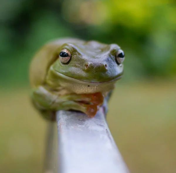 Makroaufnahme Eines Niedlichen Frosches Der Auf Einem Geländer Sitzt — Stockfoto