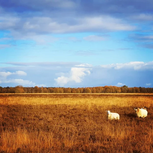 Schöne Aussicht Auf Eine Landschaft Mit Trockenem Gras Umgeben Von — Stockfoto