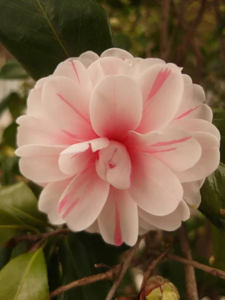 Крупный План Розового Цветка Камелии — стоковое фото