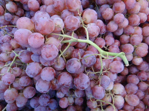 Närbild Bild Mogen Färsk Vin Druva Bruncher Kan Användas Som — Stockfoto