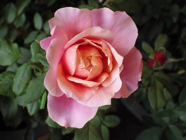 Primo Piano Cespuglio Rose Con Delicati Bellissimi Fiori Fiore — Foto Stock