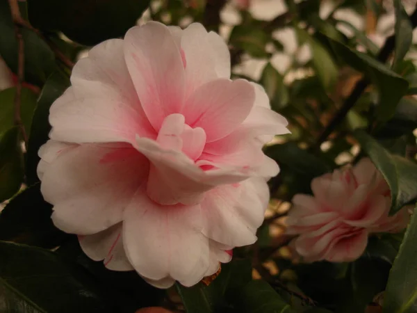 Pembe Kamelya Çiçeğinin Yakın Çekimi — Stok fotoğraf