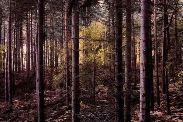 Paisaje Dramático Malhumorado Hojas Otoño Bosque Bacton Woolds Reino Unido — Foto de Stock