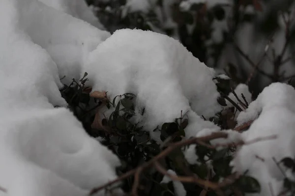 木の枝や葉の雪の塊 — ストック写真