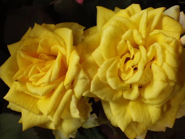 노란색 꽃잎이 아름다운 꽃봉오리의 꽃봉오리 — 스톡 사진
