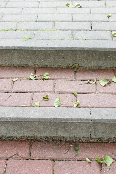 Μια Κάθετη Κλειστή Τσιμεντένια Σκάλα Πεσμένα Φύλλα — Φωτογραφία Αρχείου