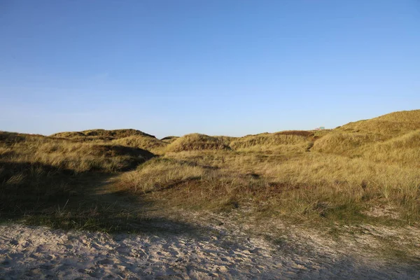 Sandkust Blavandshuk Täckt Med Gräs Jylland Danmark — Stockfoto