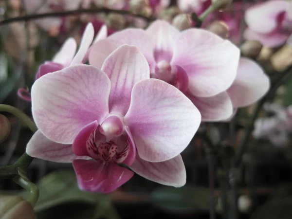 Zbliżenie Ujęcia Falaenopsis Liliowej Orchidei — Zdjęcie stockowe