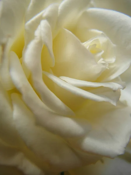 Closeup Vertical Shot White Delicate Rose Flower Can Used Background — Stock Photo, Image