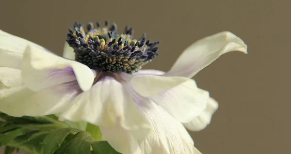 Detailní Záběr Krásné Sasanky Květiny — Stock fotografie