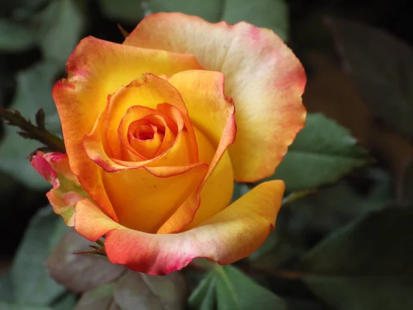 Primer Plano Una Colorida Flor Rosa Delicada Flor — Foto de Stock