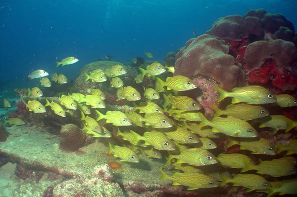 Schöne Aufnahme Eines Schwarms Gelber Fische Meer — Stockfoto