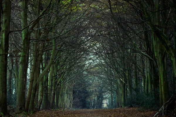 Dramatic Moody Scenery Autumn Leaves Forest Bacton Woolds United Kingdom — Stock Photo, Image