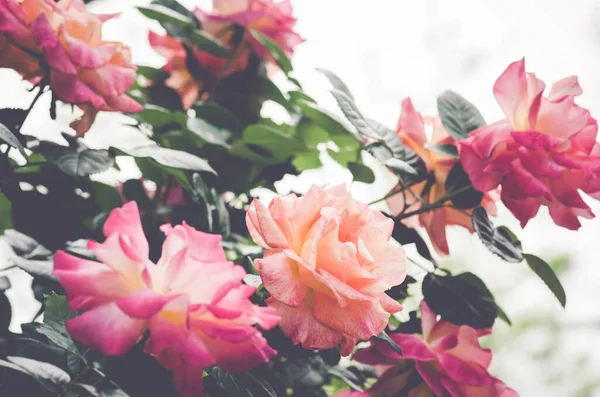 灌木上的粉红玫瑰的选择性聚焦镜头 — 图库照片