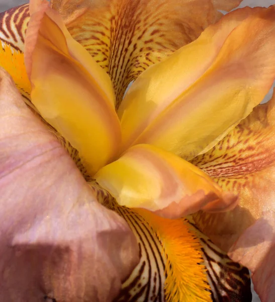 Güzel Bir Bahçe Süsen Çiçeğinin Dikey Görüntüsü — Stok fotoğraf