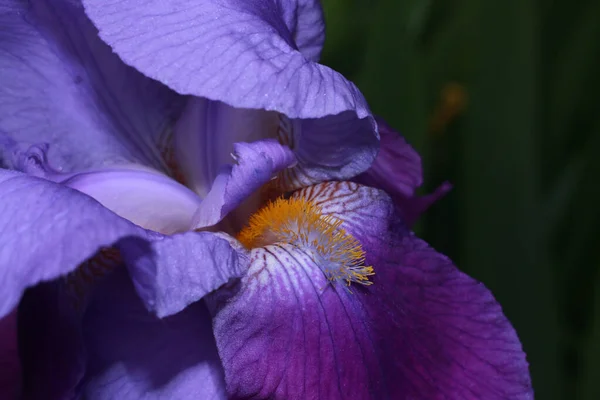 Mor Iris Ametist Alevinin Seçici Odak Noktası — Stok fotoğraf