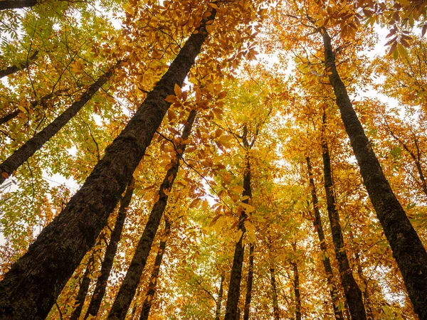 Een Wurm Blikvanger Van Prachtige Gele Herfst Bomen Het Bos — Stockfoto