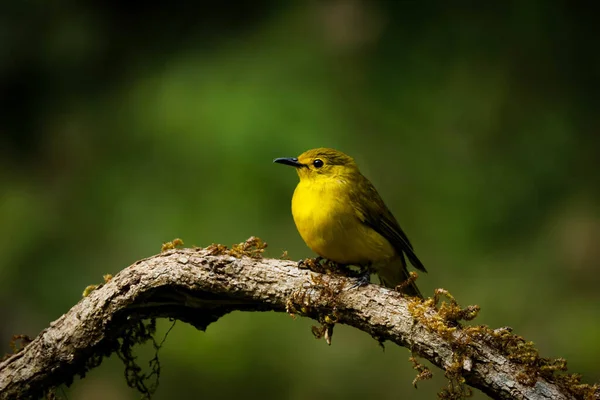 Mise Point Sélective Bulbul Jaune Perché Sur Branche Bois — Photo