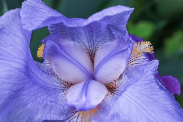 Selective Focus Shot Iris Purple Amethyst Flame — Stock Photo, Image