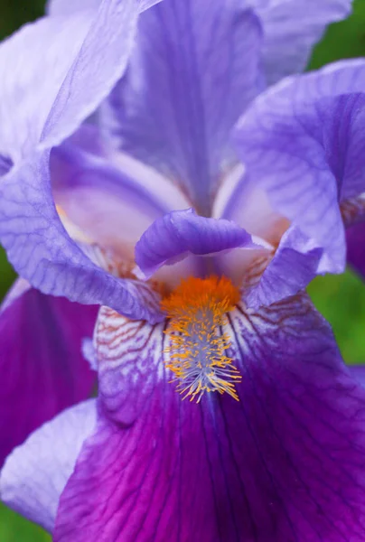 Eine Vertikale Aufnahme Einer Lila Flamme Aus Iris Amethyst — Stockfoto