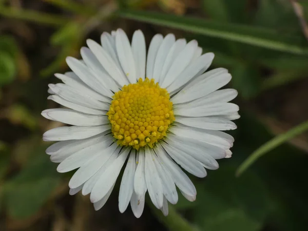 Gros Plan Une Belle Fleur Marguerite Dans Jardin — Photo