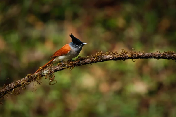 Uno Scatto Selettivo Flycatcher Paradiso Indiano Appollaiato Sul Ramo Legno — Foto Stock