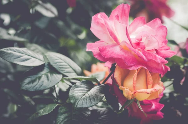 Bahçedeki Pembe Gülün Seçici Odak Noktası — Stok fotoğraf