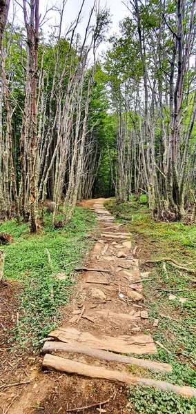 Plano Vertical Camino Través Del Bosque — Foto de Stock
