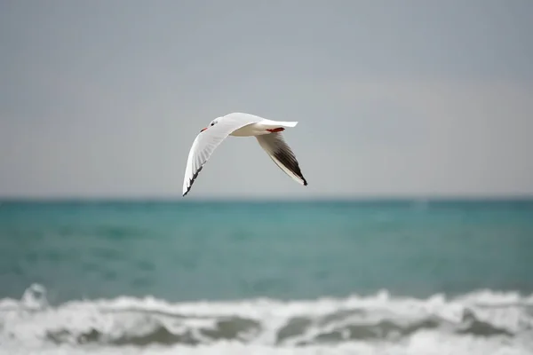 Closeup Shot Seagulls Outdoor Sea Fly Freedom — Stock Photo, Image