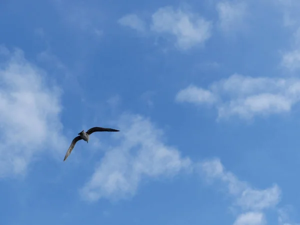 Tiro Uma Gaivota Voadora Fundo Céu Azul — Fotografia de Stock