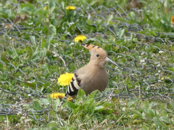 Een Selectieve Focusopname Van Een Exotische Vogel Het Grasveld — Stockfoto