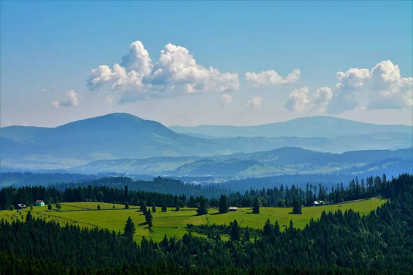 Schöne Aufnahme Eines Tannenwaldes — Stockfoto