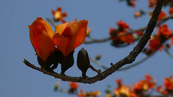 木の枝に成長するオレンジ色の明るい花の選択的な焦点ショット — ストック写真