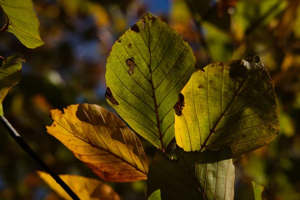 Mise Point Sélective Belles Feuilles Sur Une Branche — Photo