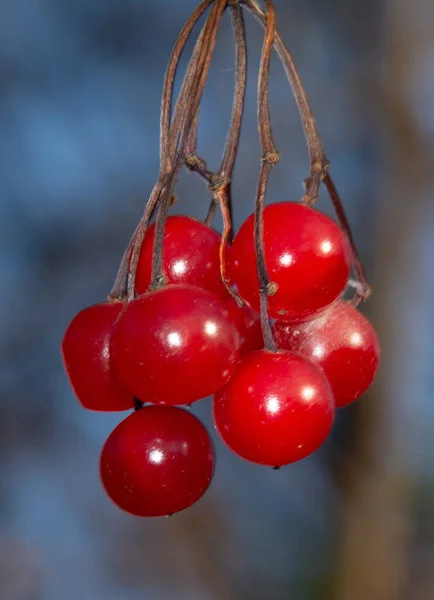 Közelkép Egy Gallyról Viburnum Opulus Gyümölcsökkel — Stock Fotó