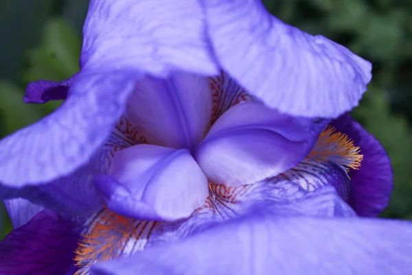 Een Selectieve Focus Shot Van Een Purperen Iris Amethist Vlam — Stockfoto