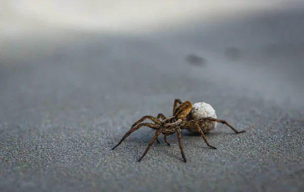 Tiro Foco Seletivo Uma Aranha Lobo — Fotografia de Stock