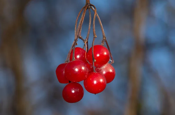 Sebuah Gambar Close Dari Ranting Dengan Buah Buahan Dari Viburnum — Stok Foto