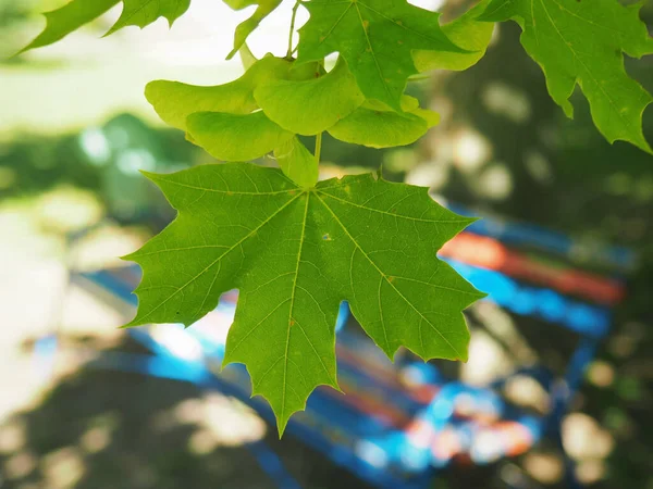 Eine Selektive Fokusaufnahme Von Grünen Blättern Eines Baumes Einem Park — Stockfoto