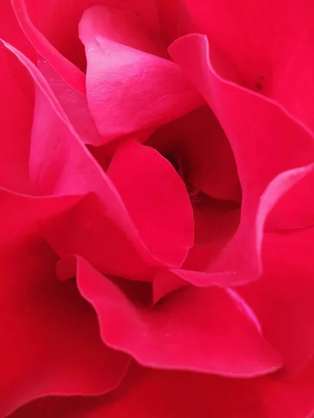Tiro Vertical Pétalas Flores Rosa — Fotografia de Stock