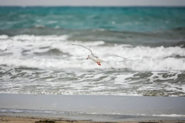 Primo Piano Gabbiani All Aperto Libertà Della Mosca Marina — Foto Stock