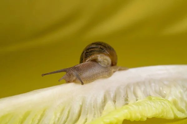 Een Selectieve Focus Shot Van Een Slak Een Plant — Stockfoto