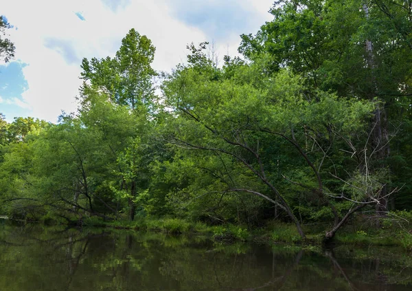 Árvores Verdes São Exibidas Água Lago — Fotografia de Stock