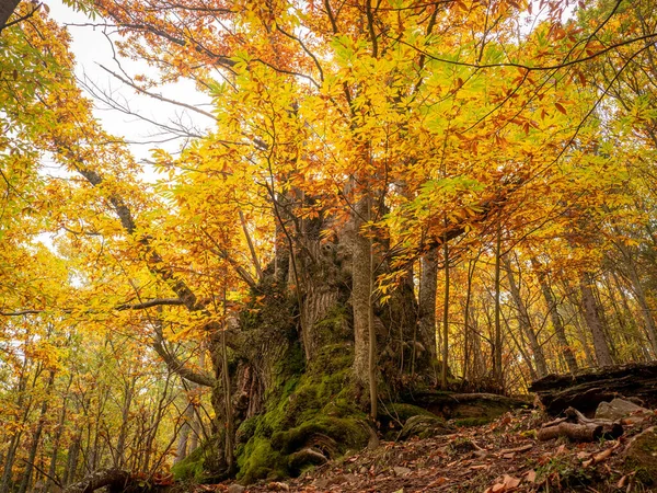 Tiro Ângulo Baixo Uma Árvore Grande Bonita Floresta Com Folhas — Fotografia de Stock