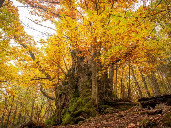 Colpo Angolo Basso Grande Bellissimo Albero Nel Bosco Con Foglie — Foto Stock