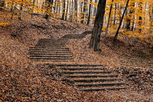 Uma Bela Foto Parque Outono — Fotografia de Stock