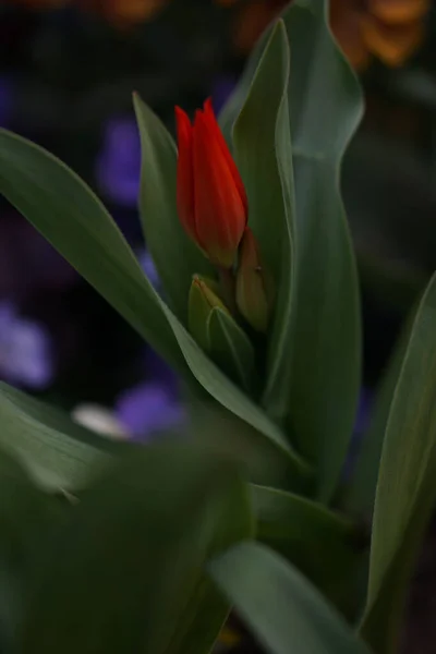 Vertikal Bild Blommande Färgglada Blommor Parken — Stockfoto