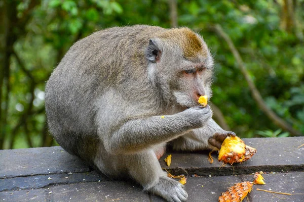 Primo Piano Scimmia Che Mangia Ananas Allo Zoo — Foto Stock