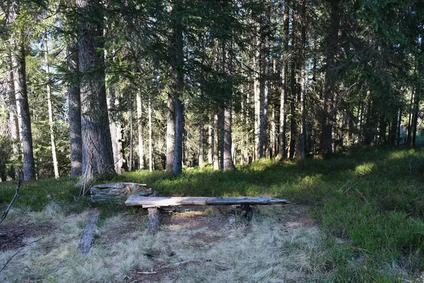 Orta Sviçre Güzel Bir Ormandaki Çimenli Zeminde Ahşap Bir Bank — Stok fotoğraf