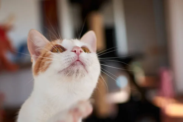 Eine Selektive Fokusaufnahme Einer Niedlichen Katze — Stockfoto